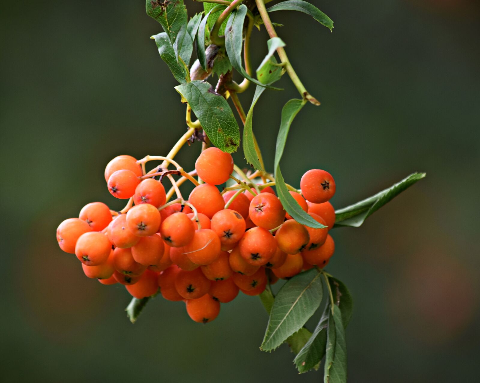 Nikon D5300 sample photo. Rowan, tree, nature photography