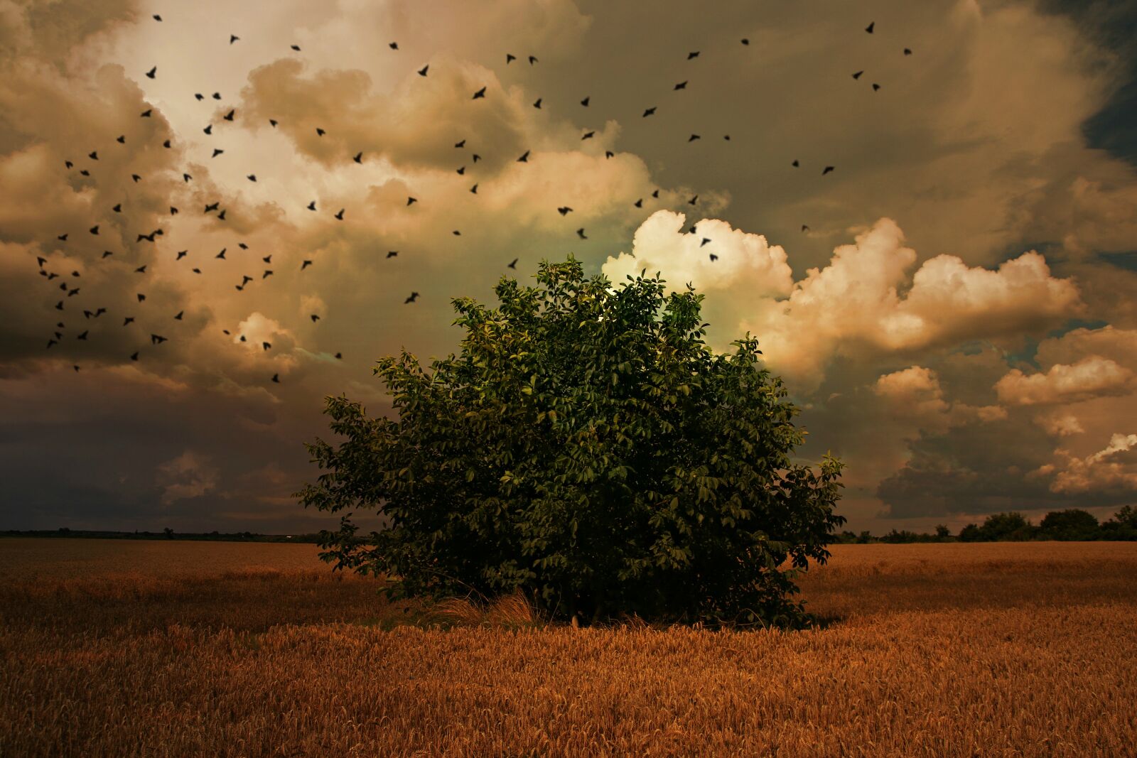 Canon EOS 7D Mark II sample photo. Tree, birds, sky photography
