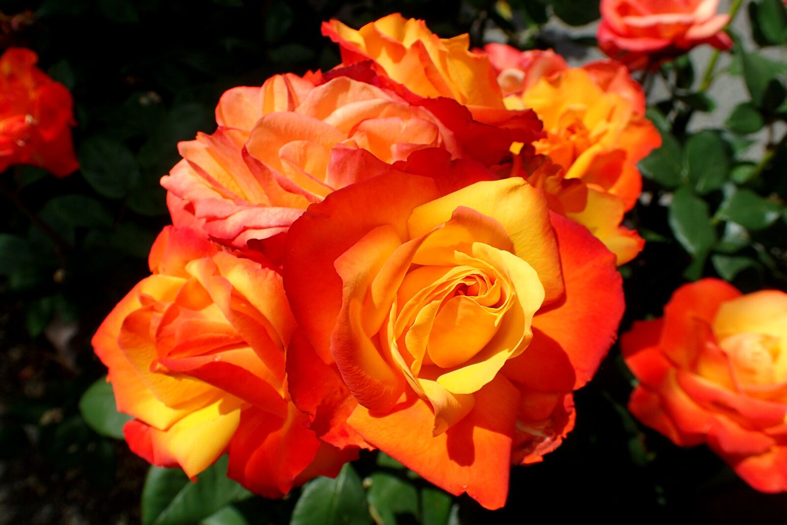 Olympus TG-3 sample photo. Rose flower, plant, beauty photography