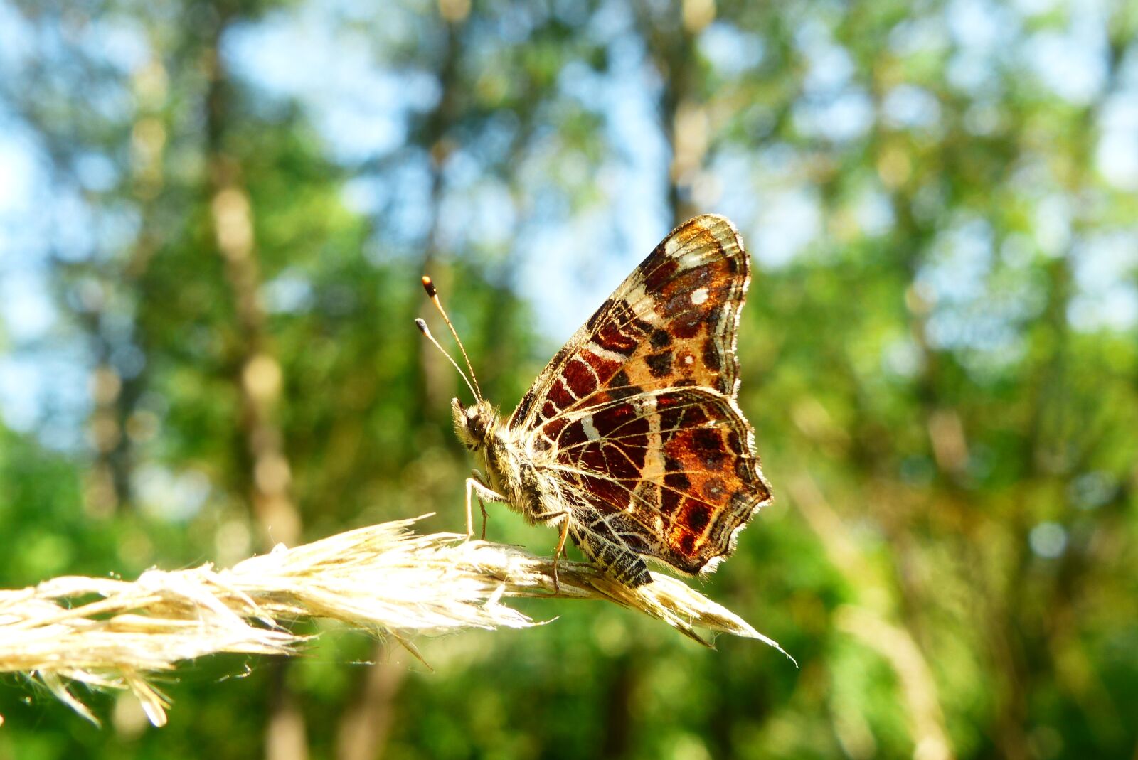 Panasonic Lumix DMC-FZ200 sample photo. Animals, invertebrates, insect photography