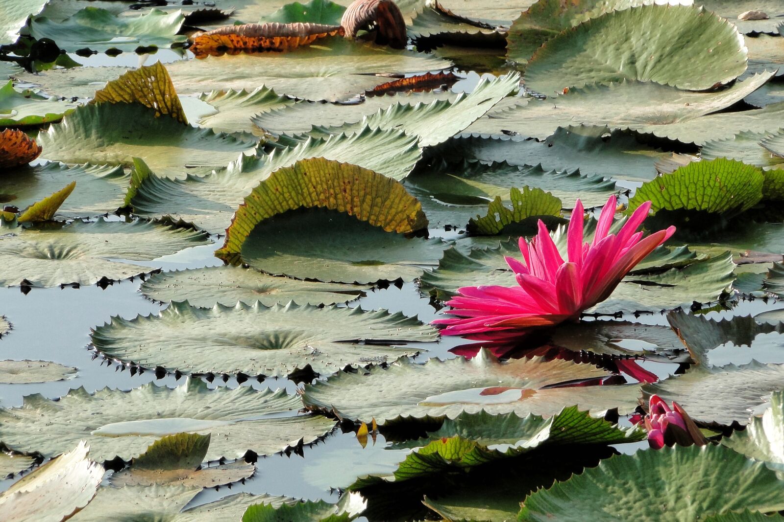 Sony Cyber-shot DSC-HX1 sample photo. Flower, lotus, summer photography