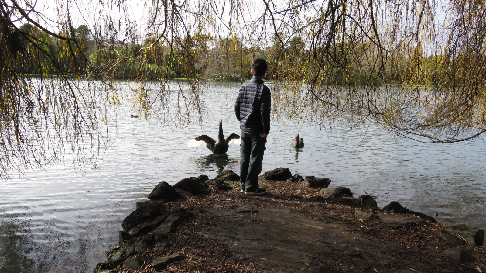Canon PowerShot SX710 HS sample photo. Autumn, bird, lake, mother photography