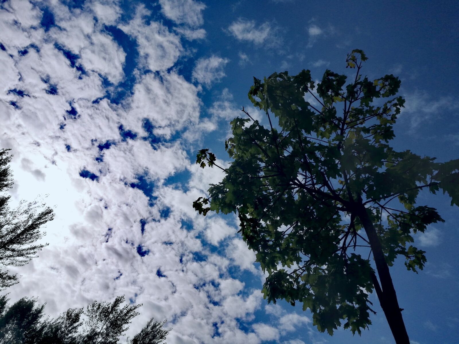 HUAWEI P9 sample photo. Tree, sky, clouds photography