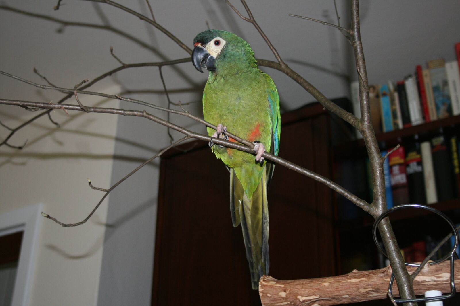 Canon EOS 400D (EOS Digital Rebel XTi / EOS Kiss Digital X) sample photo. Bird, animal world, parrot photography