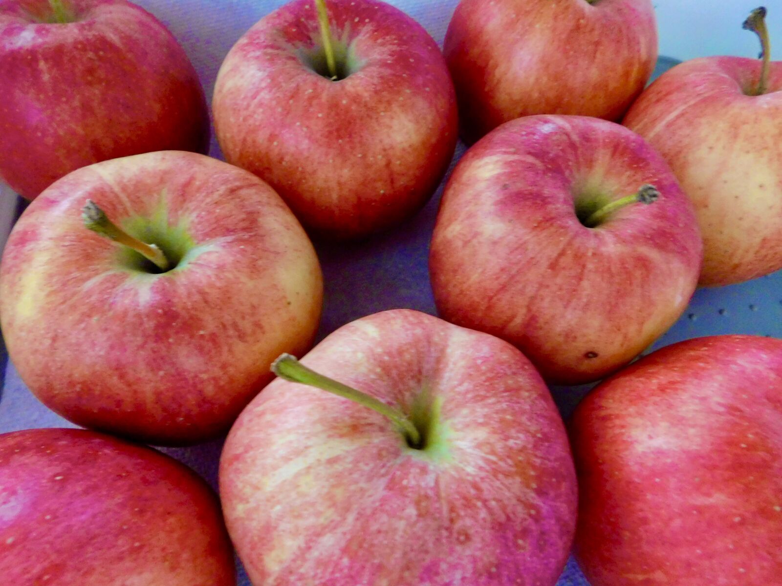 Nikon Coolpix B500 sample photo. Apples, gala, fresh photography