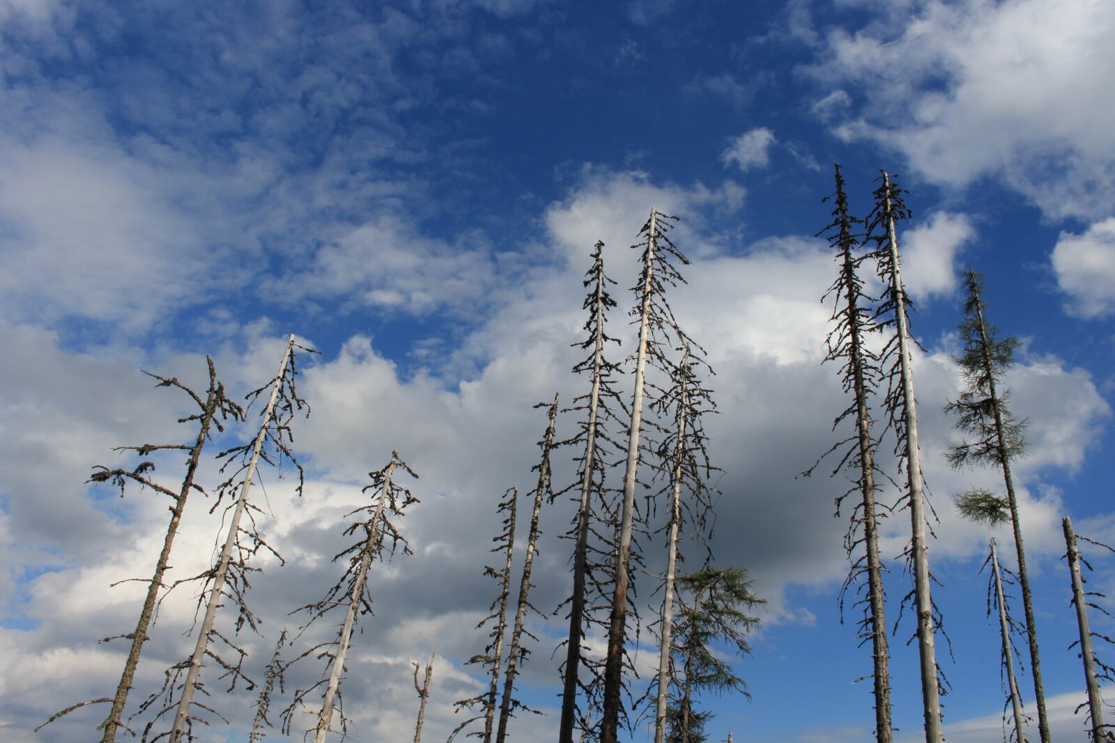 Canon EOS 700D (EOS Rebel T5i / EOS Kiss X7i) sample photo. Sky, clouds, tree photography
