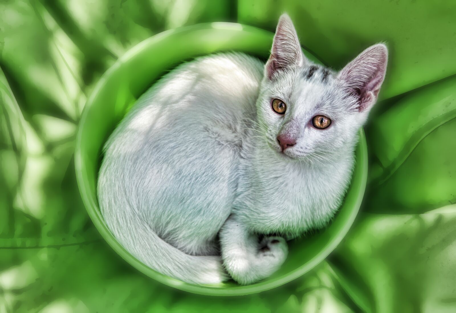 Canon EOS 5D Mark II sample photo. Cat, kitten, cute photography