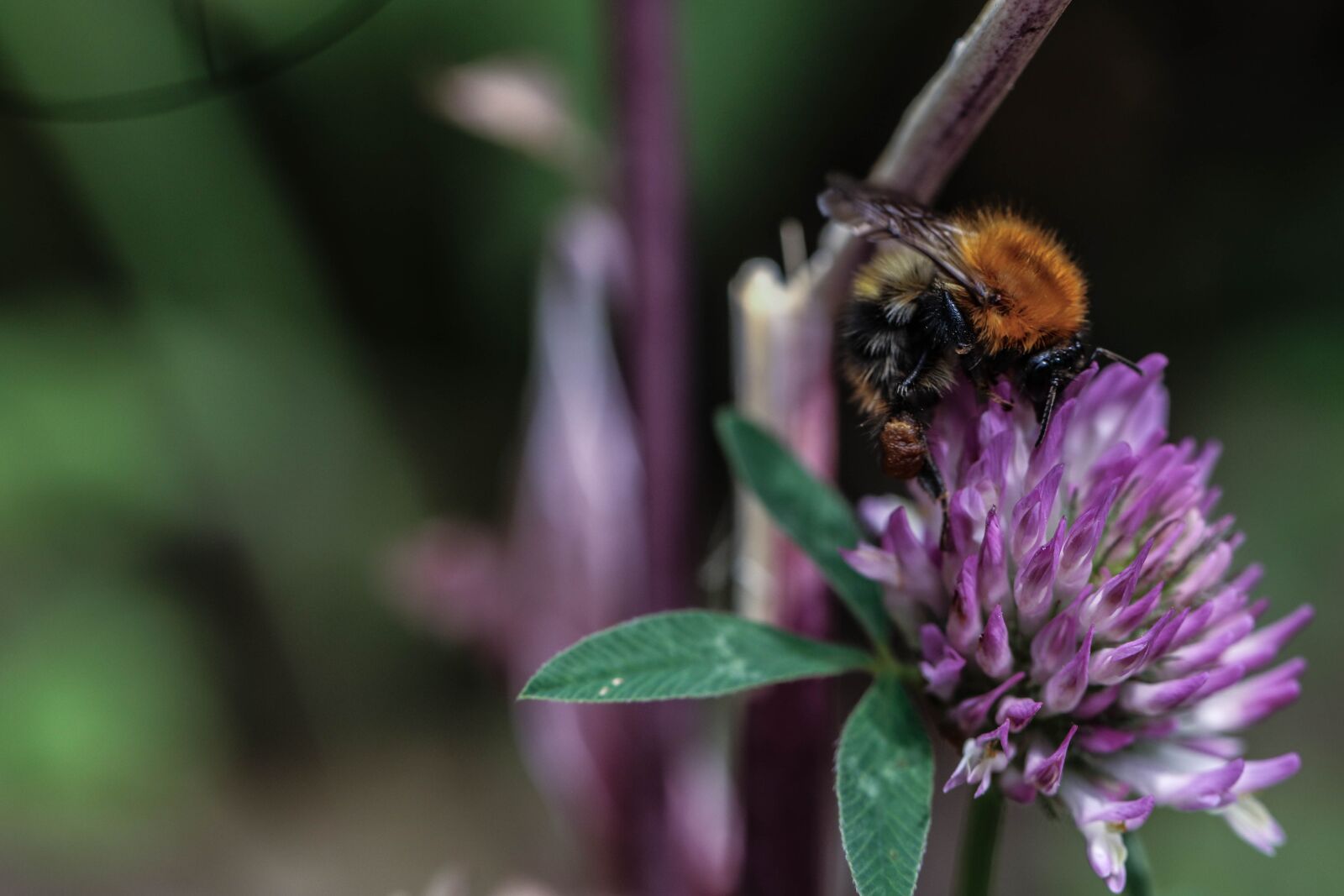 Canon EOS 7D Mark II sample photo. Bumblebee, flower, insect photography