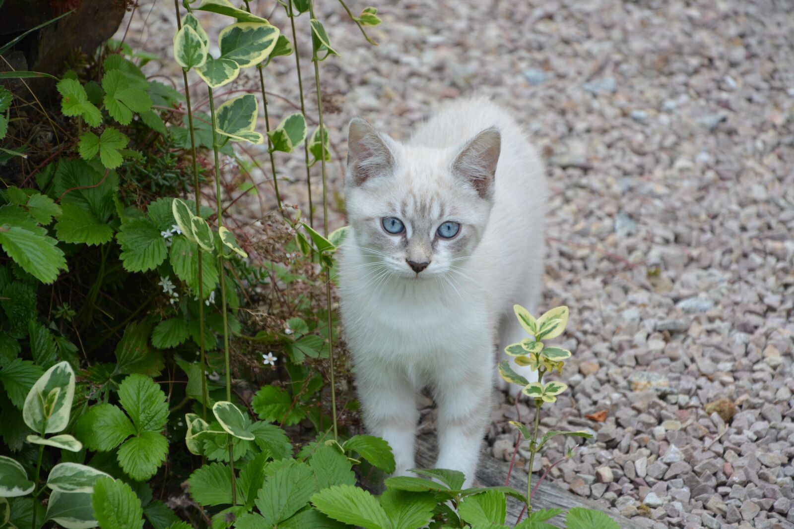 Nikon D5200 sample photo. Cat, cotton female, feline photography