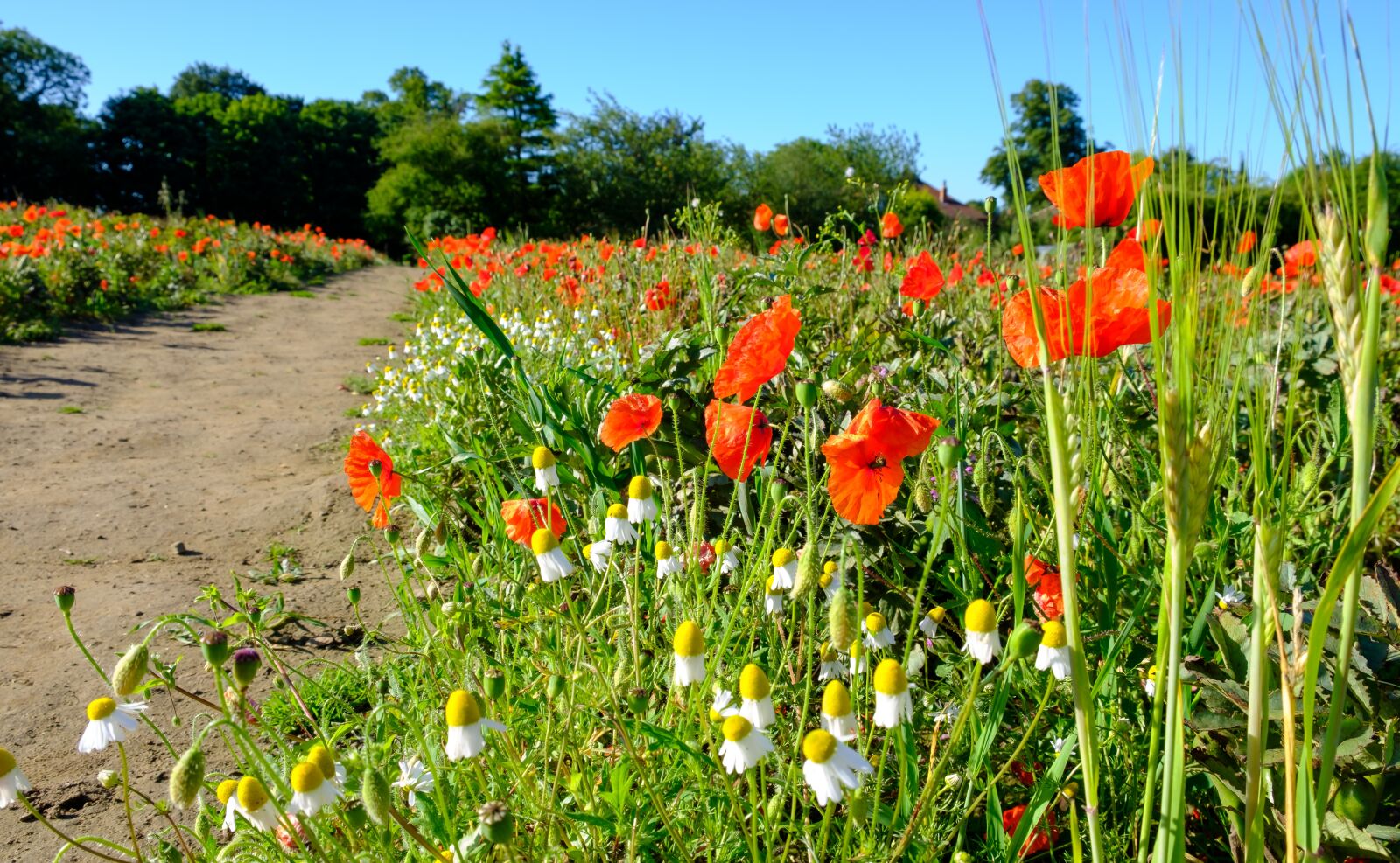 Fujifilm X-T2 sample photo. Poppy, flower, petals photography