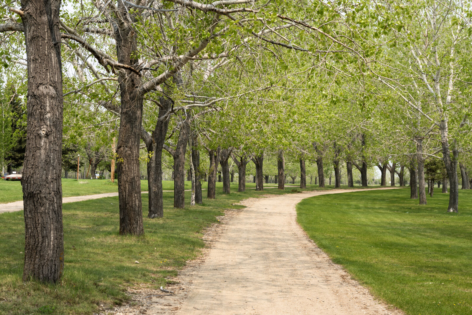 Nikon Z 50 sample photo. Path by trees photography