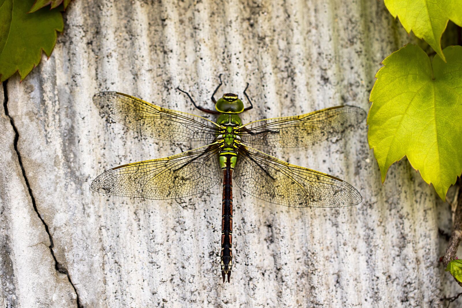 Canon EOS 7D Mark II + Canon EF 100mm F2.8L Macro IS USM sample photo. Dragonfly, insects, nature photography