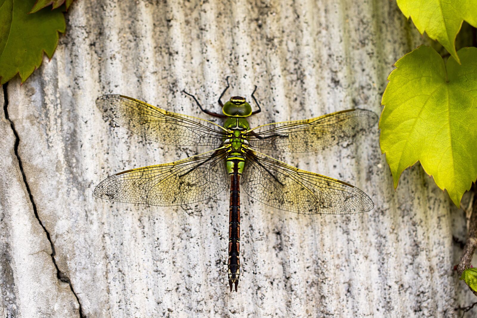 Canon EOS 7D Mark II sample photo. Dragonfly, insects, nature photography