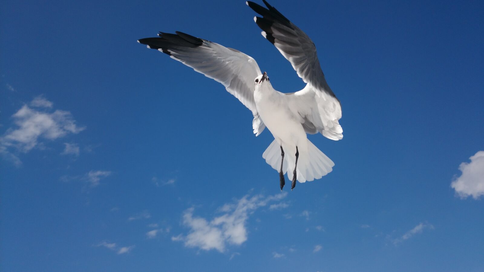 Sony Xperia Z2 sample photo. Sky, flight, nature photography
