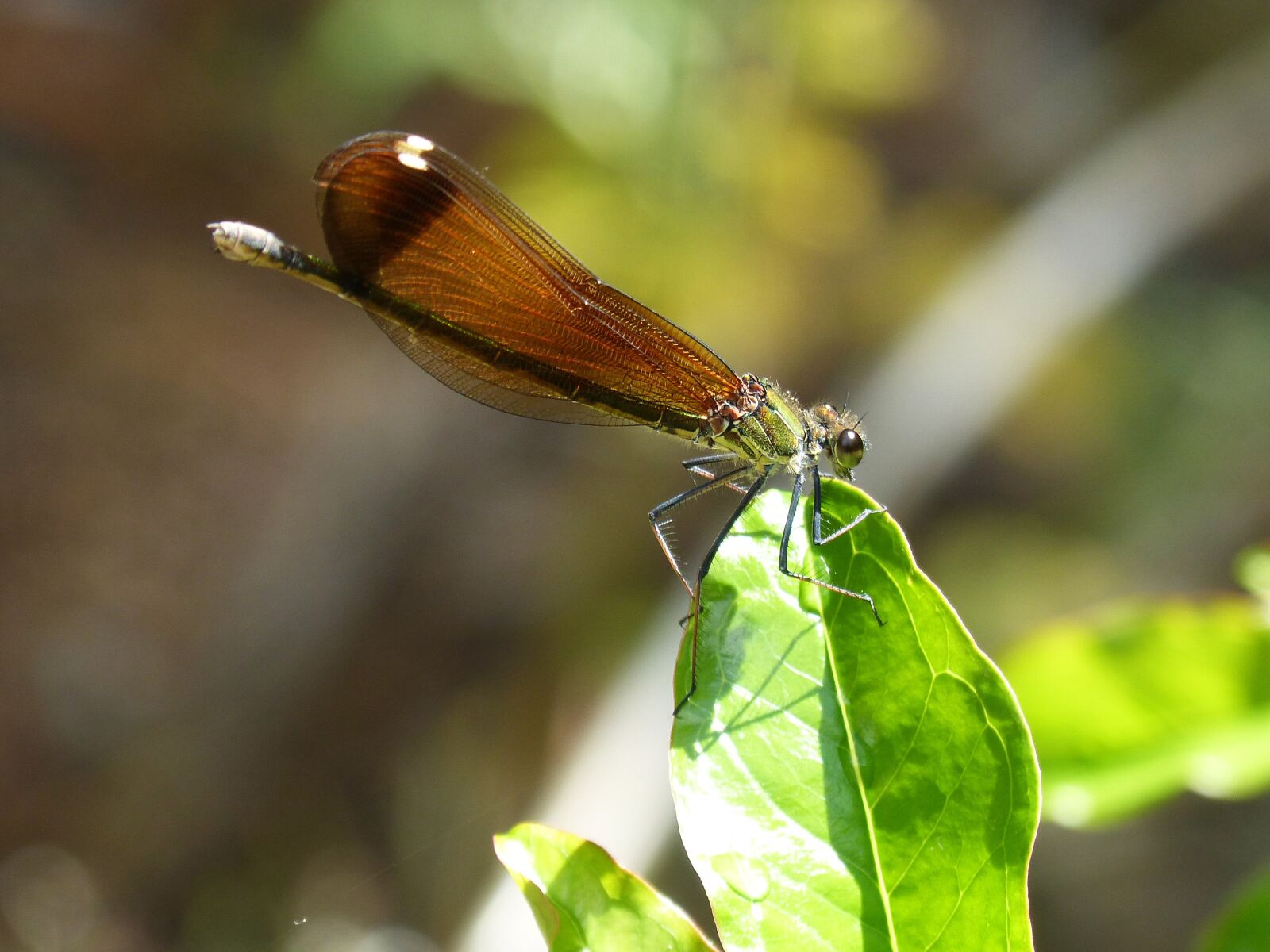 Panasonic DMC-FZ62 sample photo. Dragonfly, black dragonfly, calopteryx photography