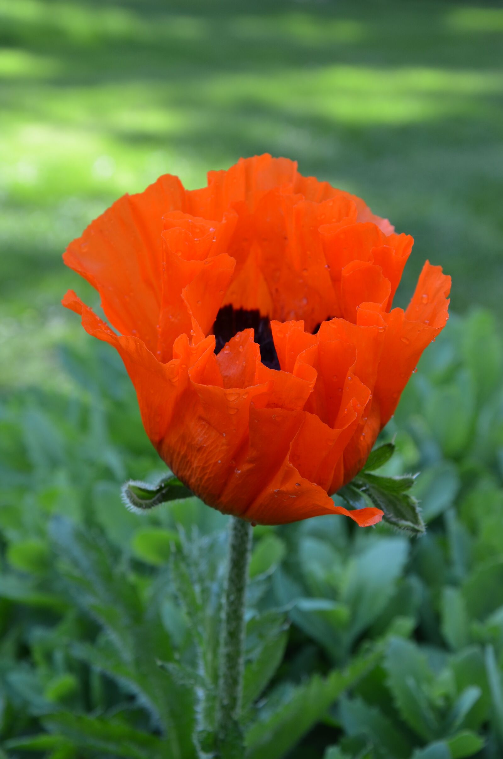 Nikon D7000 sample photo. Klatschmohn, poppy, orange photography