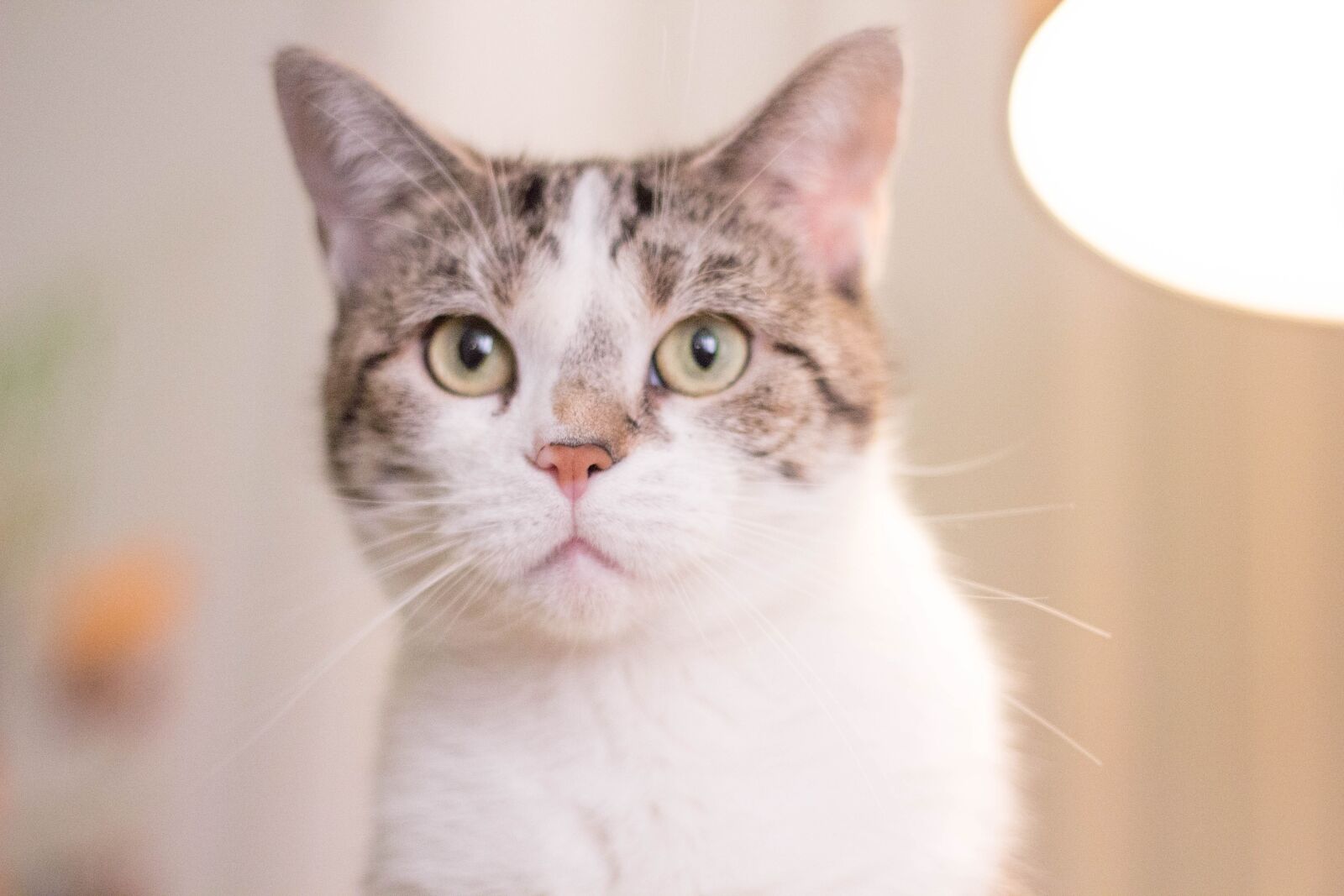 Canon EOS 60D + Canon EF 50mm F1.8 II sample photo. Cat, kitty, kitten photography