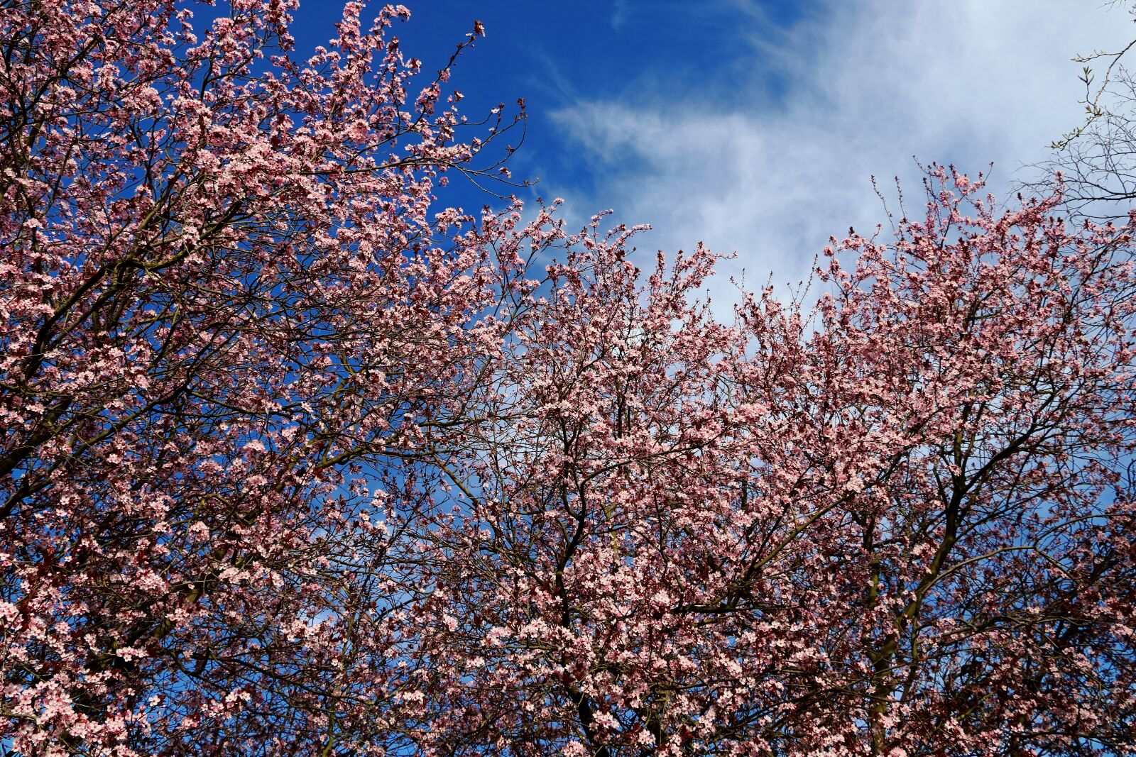 Canon EOS 80D sample photo. Ornamental cherry, blossom, bloom photography