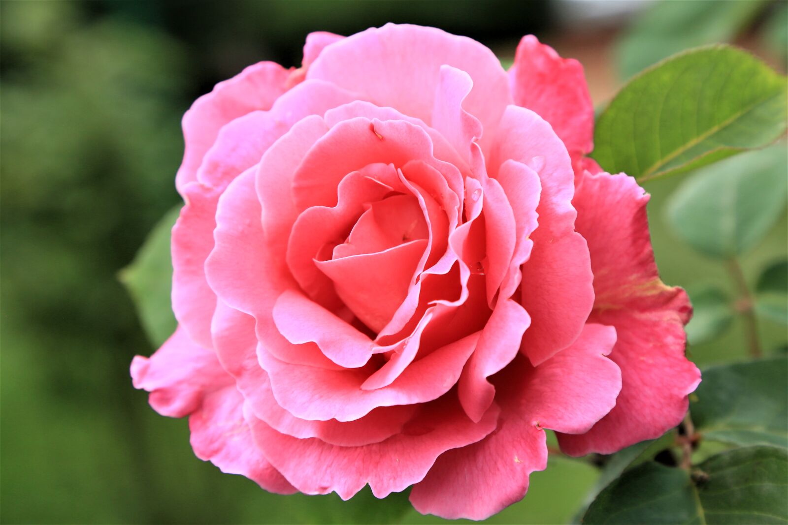 Canon EOS 5D Mark III sample photo. Rose, nature, spring photography