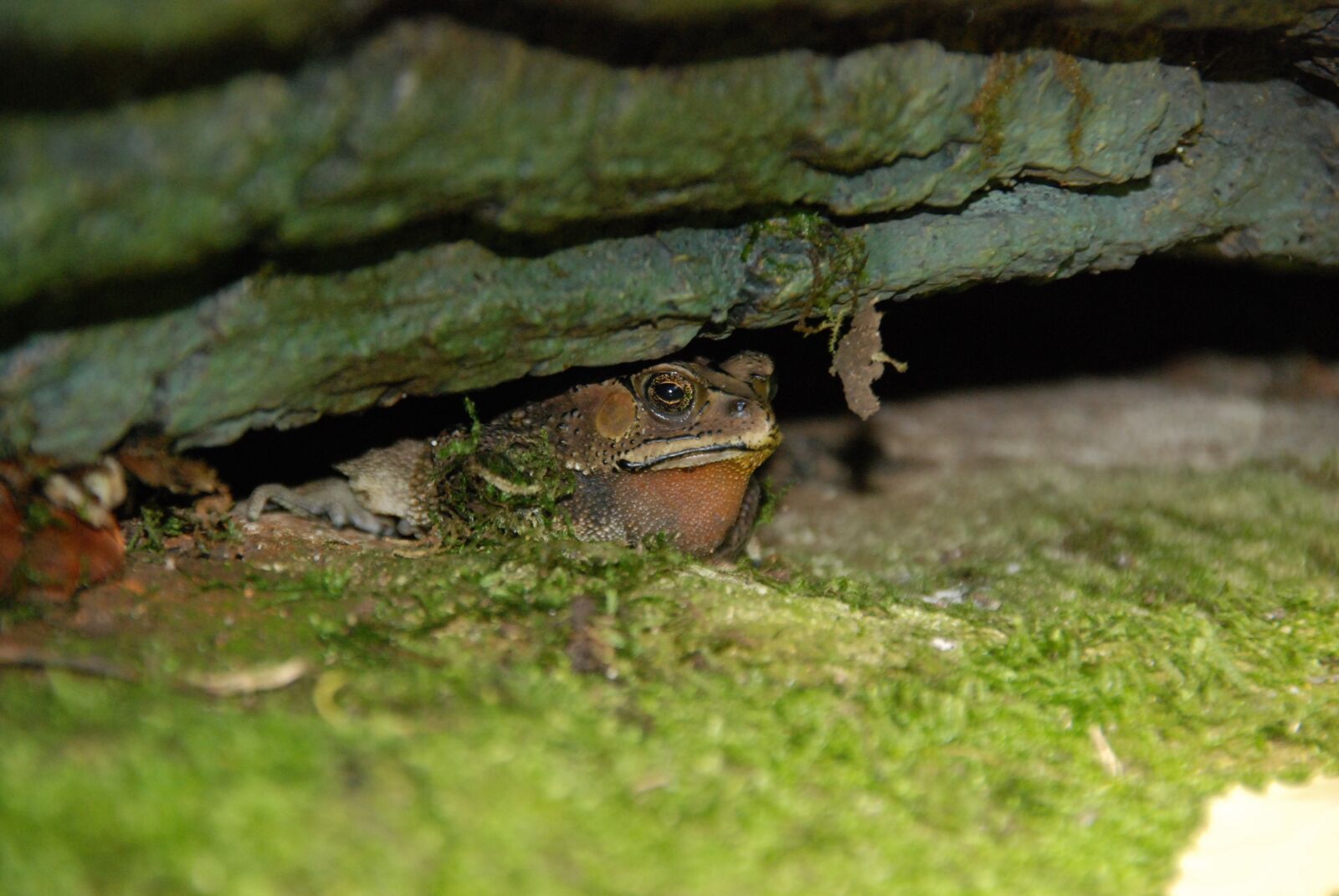 Nikon D80 sample photo. Cologne zoo, amphibians, toad photography