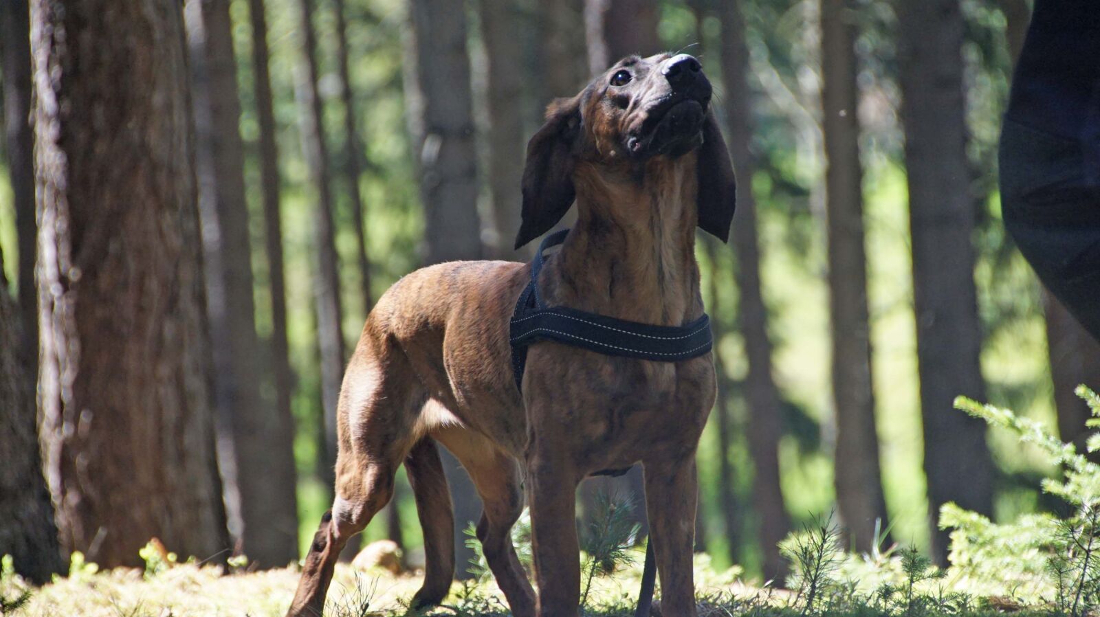 DT 18-270mm F3.5-6.3 SSM sample photo. Hanovarian dogs, hs, dog photography