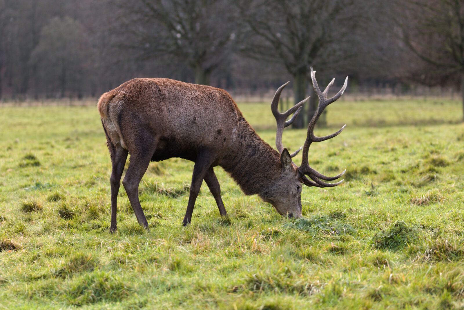 Canon EOS 2000D (EOS Rebel T7 / EOS Kiss X90 / EOS 1500D) sample photo. Deer, stag, animal photography
