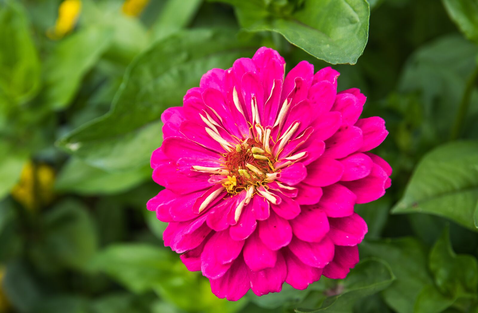 Canon EOS 80D sample photo. Zinnia, flower, plant photography