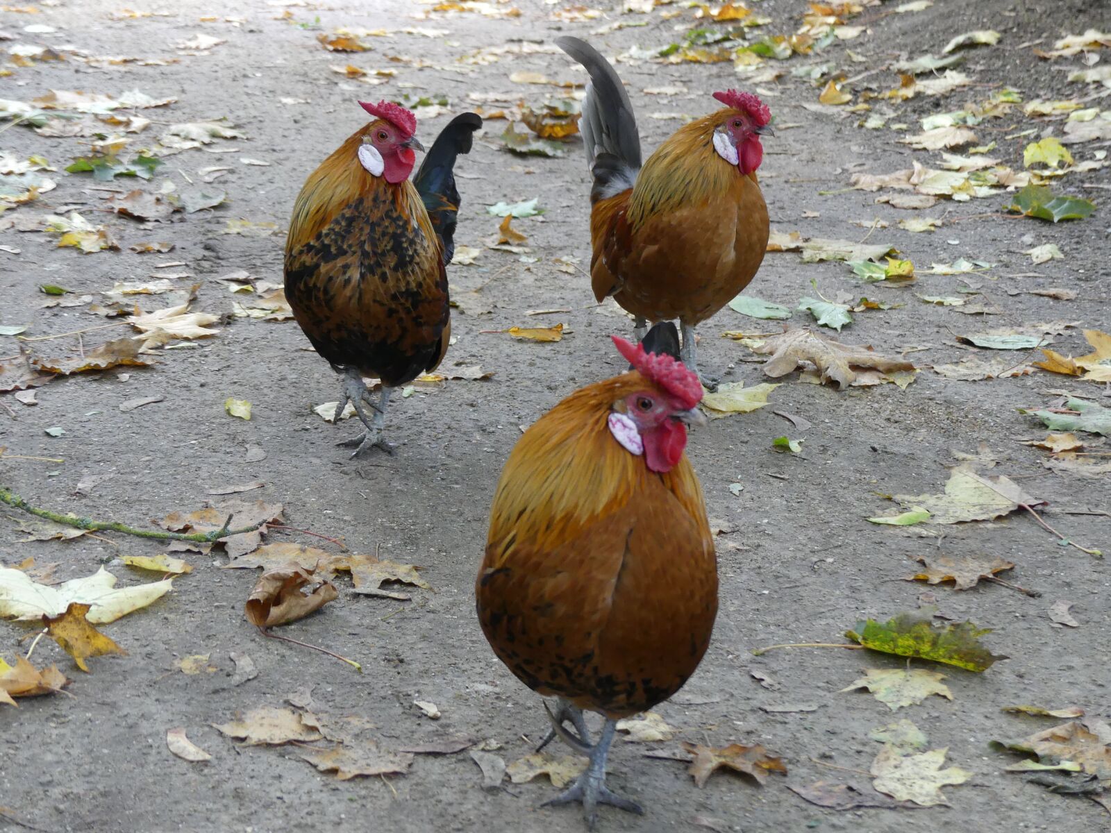 Panasonic Lumix DMC-FZ300 sample photo. Chicken, rooster, bird photography