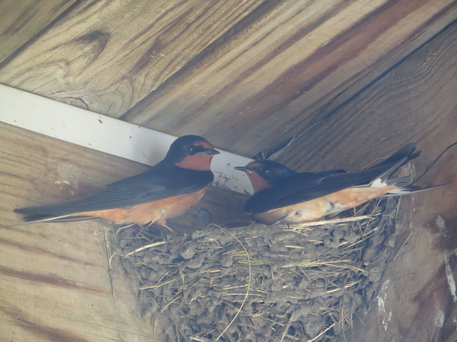Canon PowerShot SX260 HS sample photo. Swallow, home, spring photography
