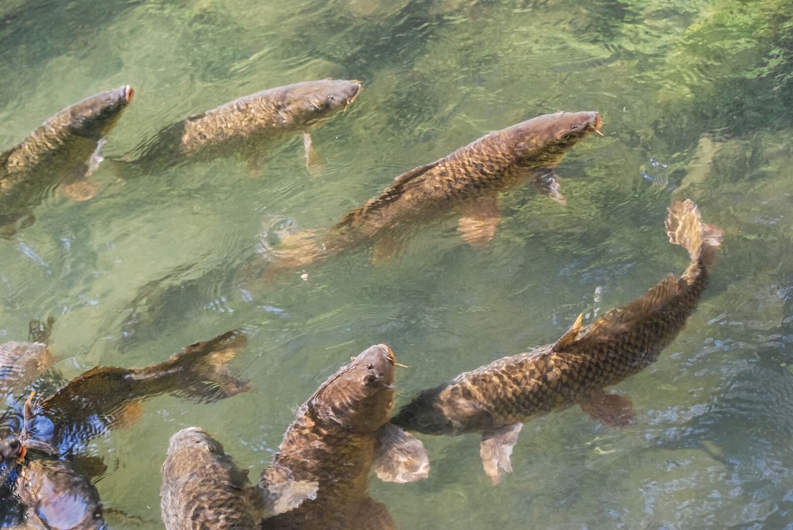 Nikon D80 sample photo. Carp, fish, lake photography
