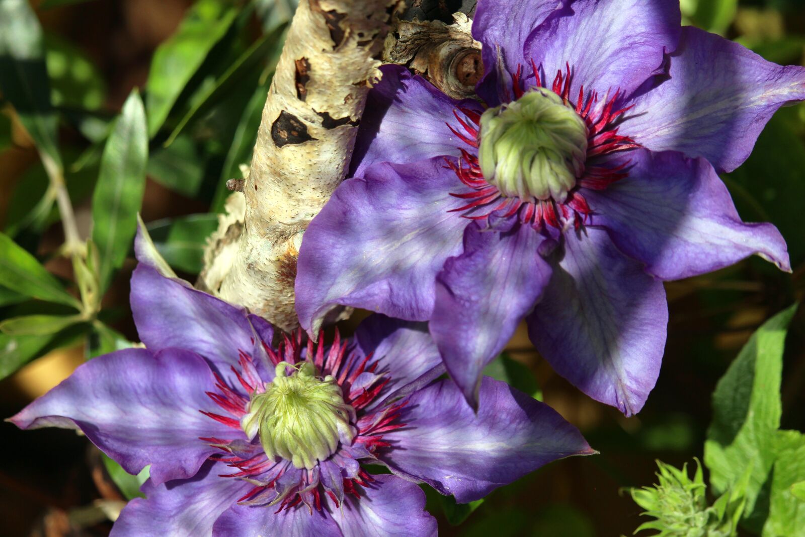 Canon EF-S 55-250mm F4-5.6 IS STM sample photo. Clematis, climber plant, close photography