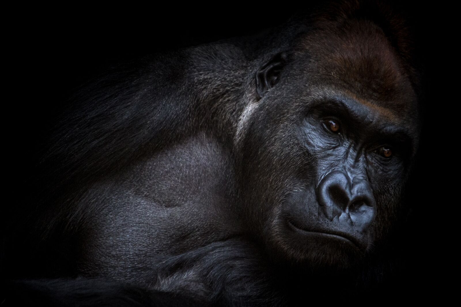Canon EOS 7D sample photo. Gorilla, animals, love animals photography