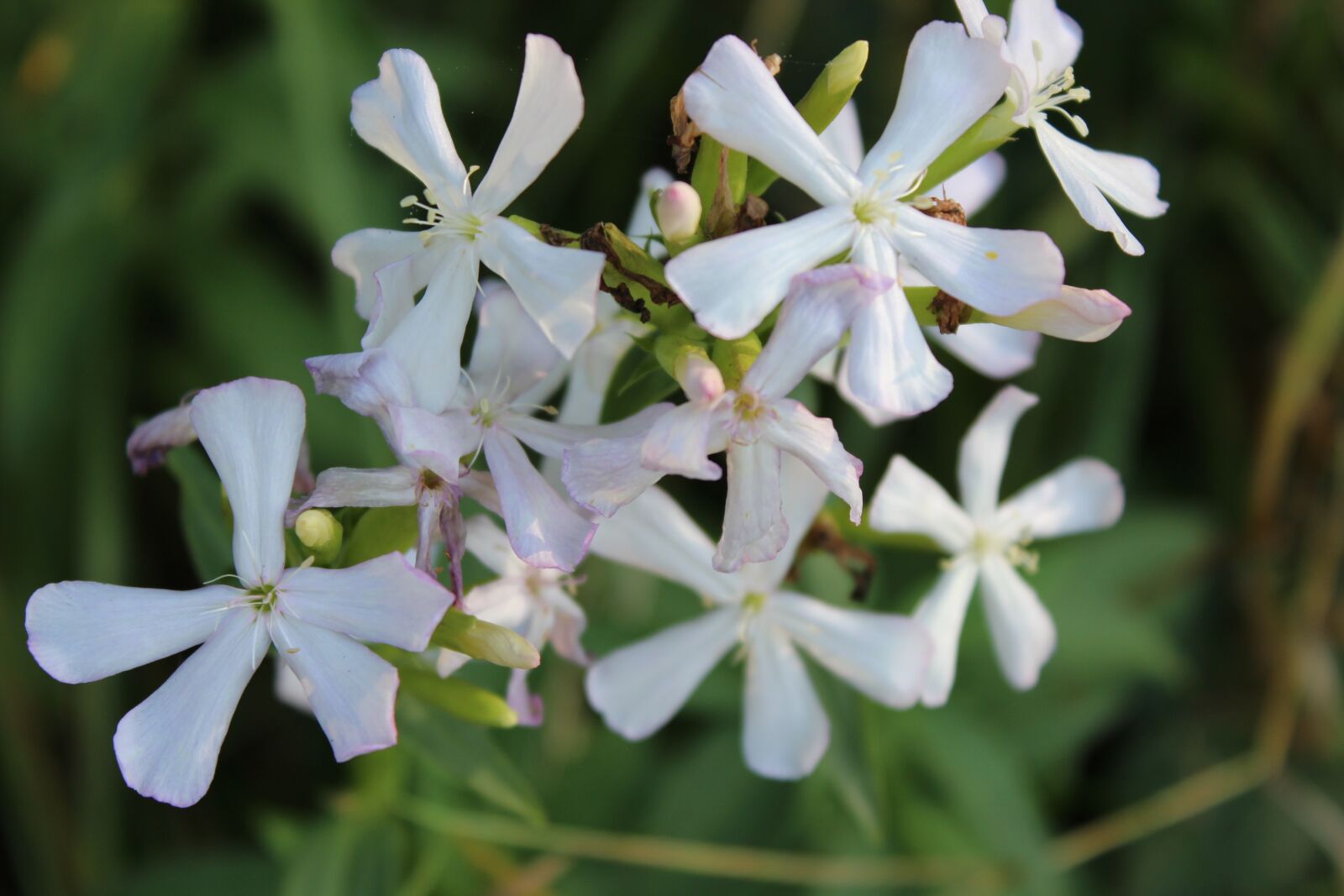 Canon EOS 600D (Rebel EOS T3i / EOS Kiss X5) sample photo. Flower, nature, prato photography