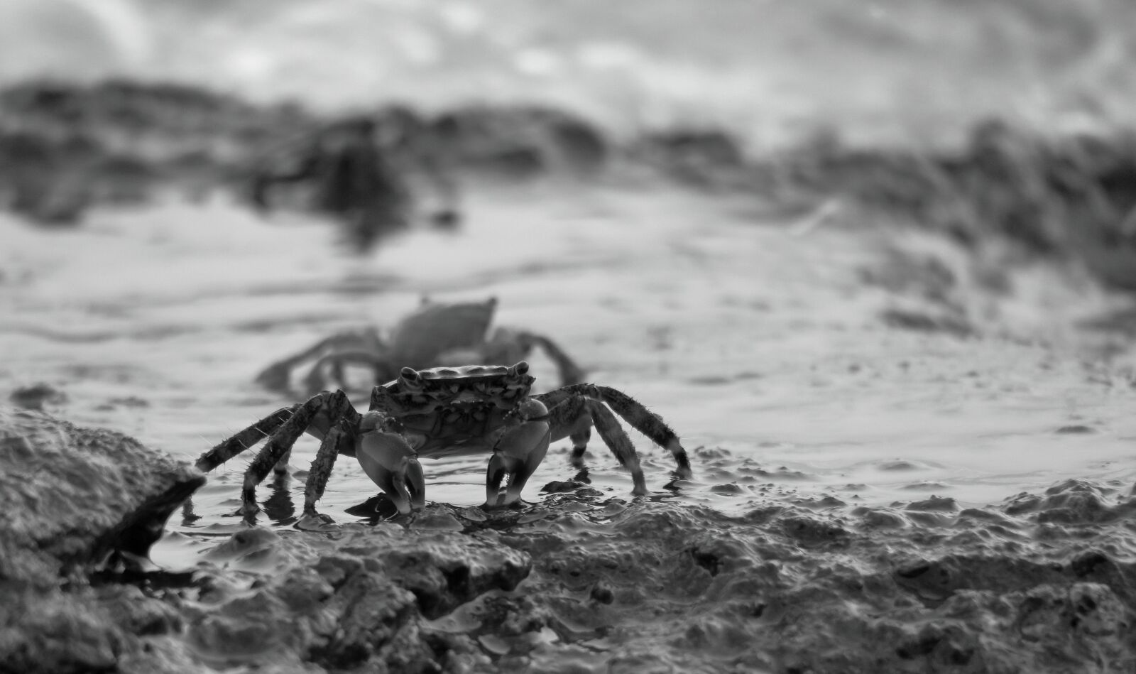 Canon PowerShot G3 X sample photo. Crabs, mediterranean, istria photography