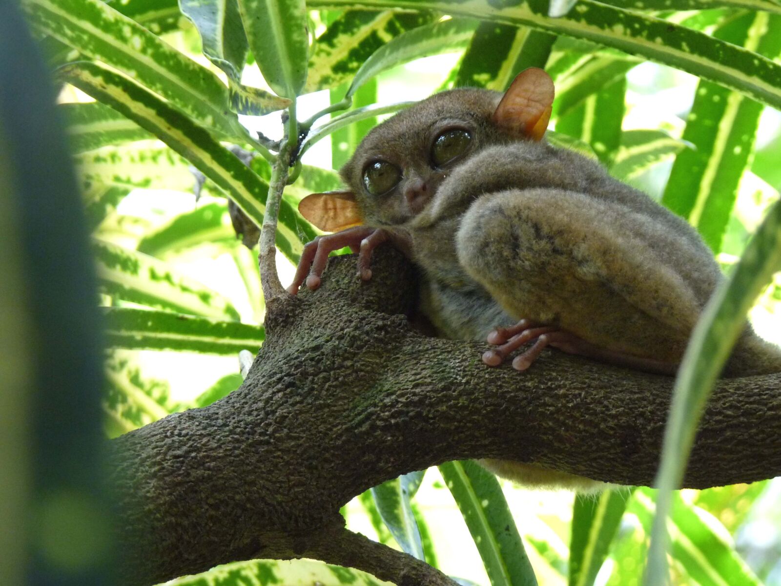 Panasonic Lumix DMC-FZ28 sample photo. Tarsier, yoda, gollum photography