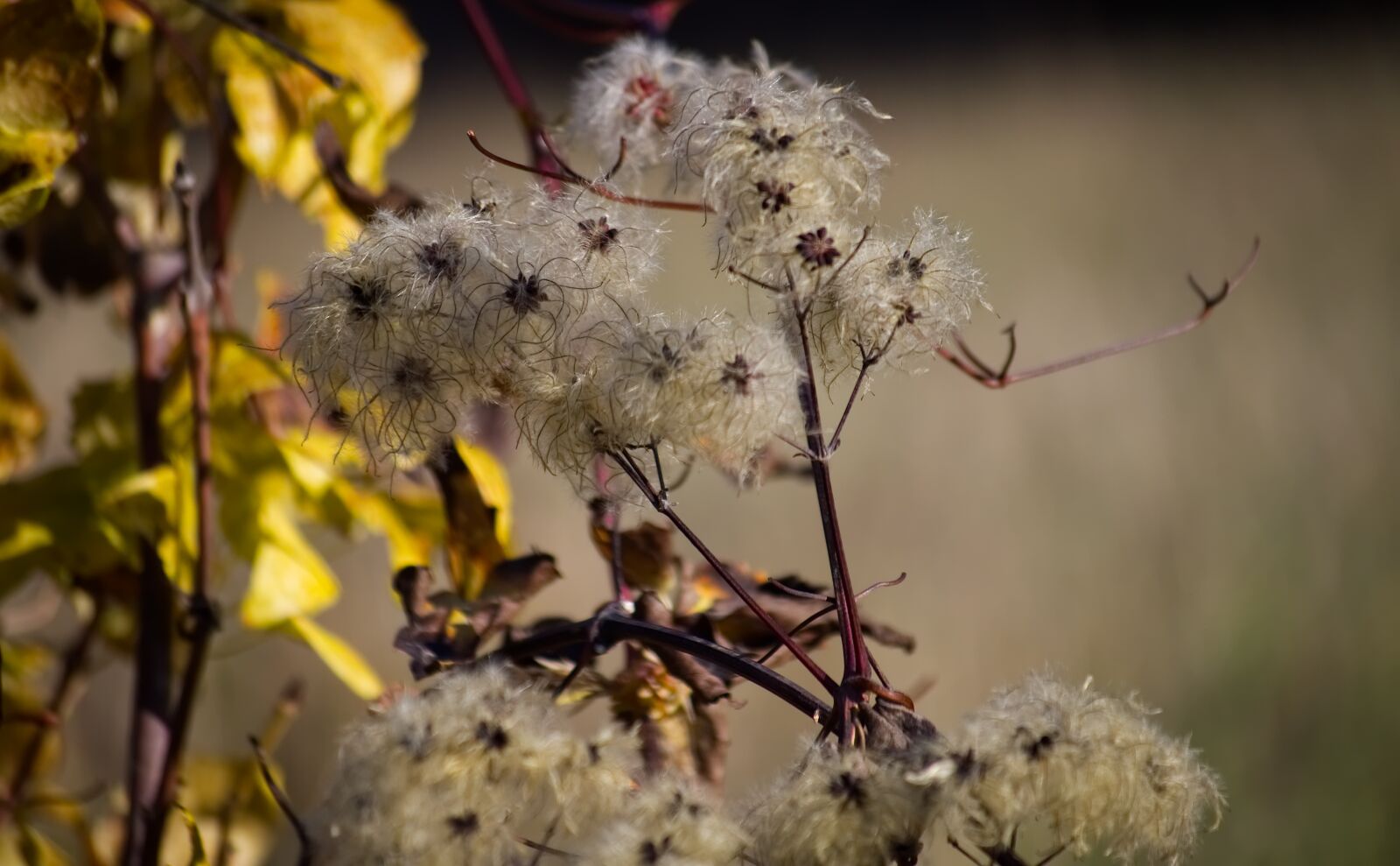 Nikon D5500 sample photo. Plant, yellow, nature photography