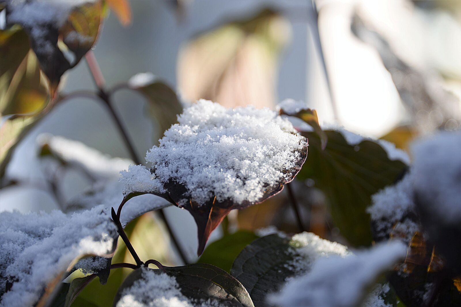 Nikon D610 sample photo. Snow, leaves, bush photography