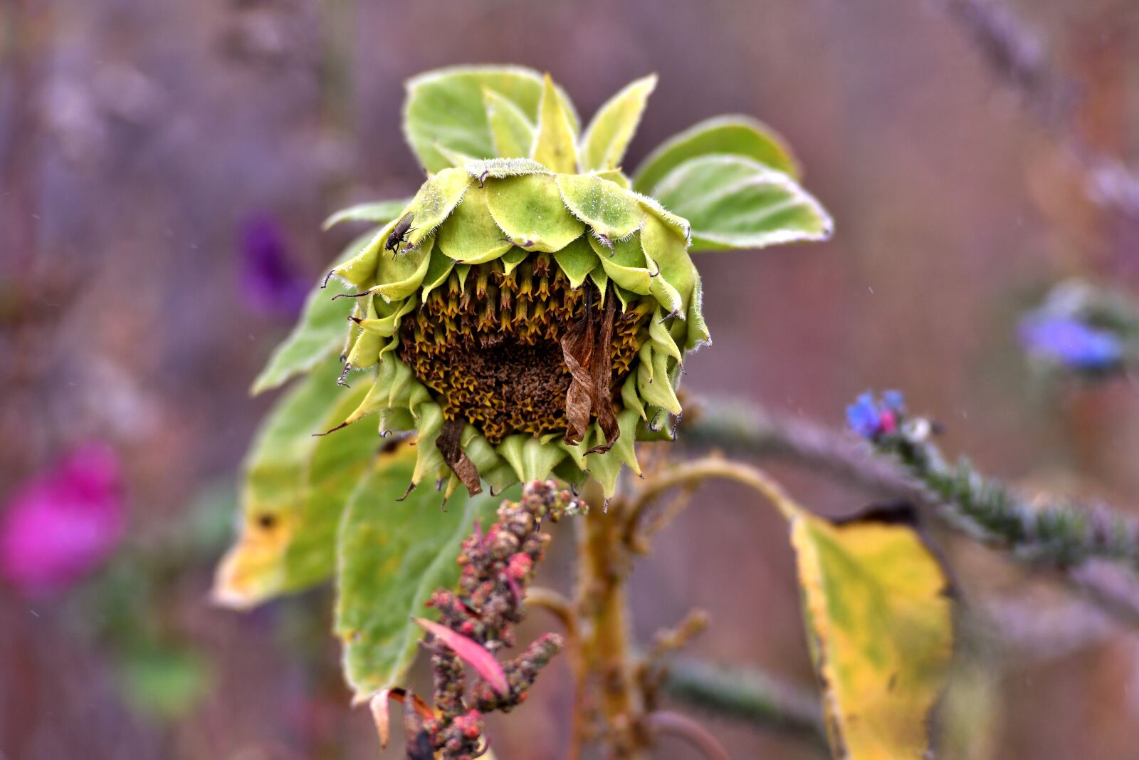 Nikon D500 sample photo. Sunflower, overblown, seeds photography