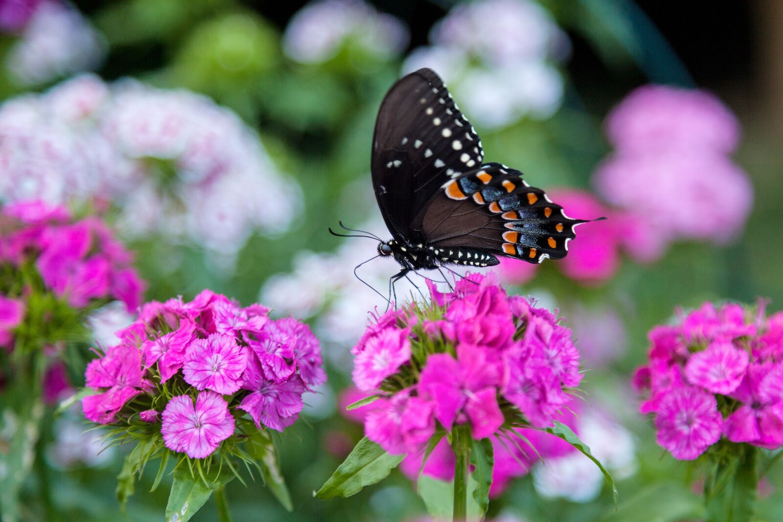 Canon EOS 5D Mark II sample photo. Butterfly, flowers, pink photography