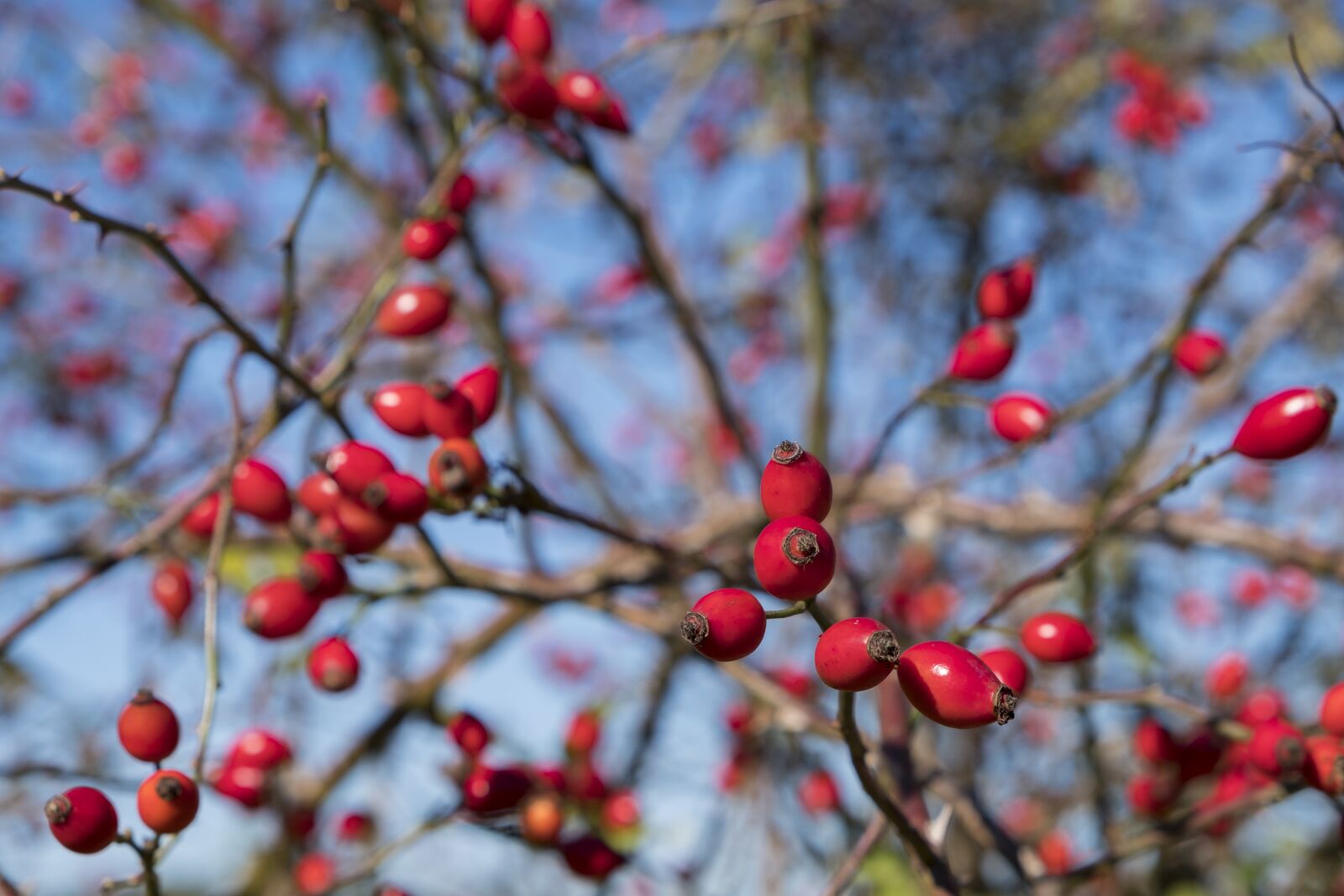 Fujifilm XF 18-55mm F2.8-4 R LM OIS sample photo. Rose hip, haegen, he photography