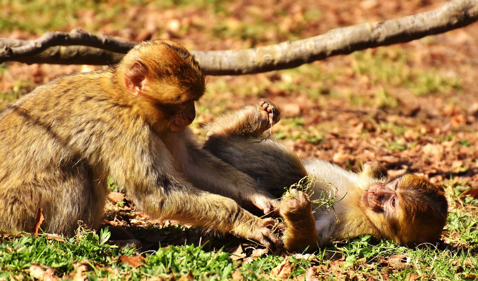 Nikon D7200 sample photo. Berber monkeys, play, cute photography