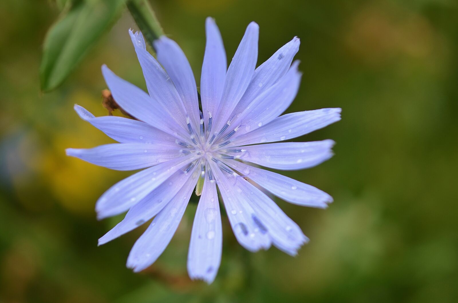 Nikon D7000 sample photo. Flower, natur, spring photography