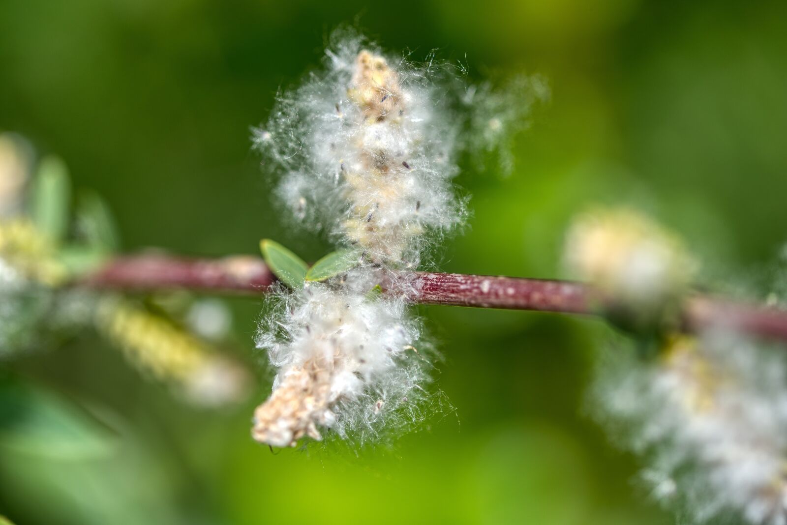 Nikon D750 sample photo. Poplar fluff, poplar wool photography