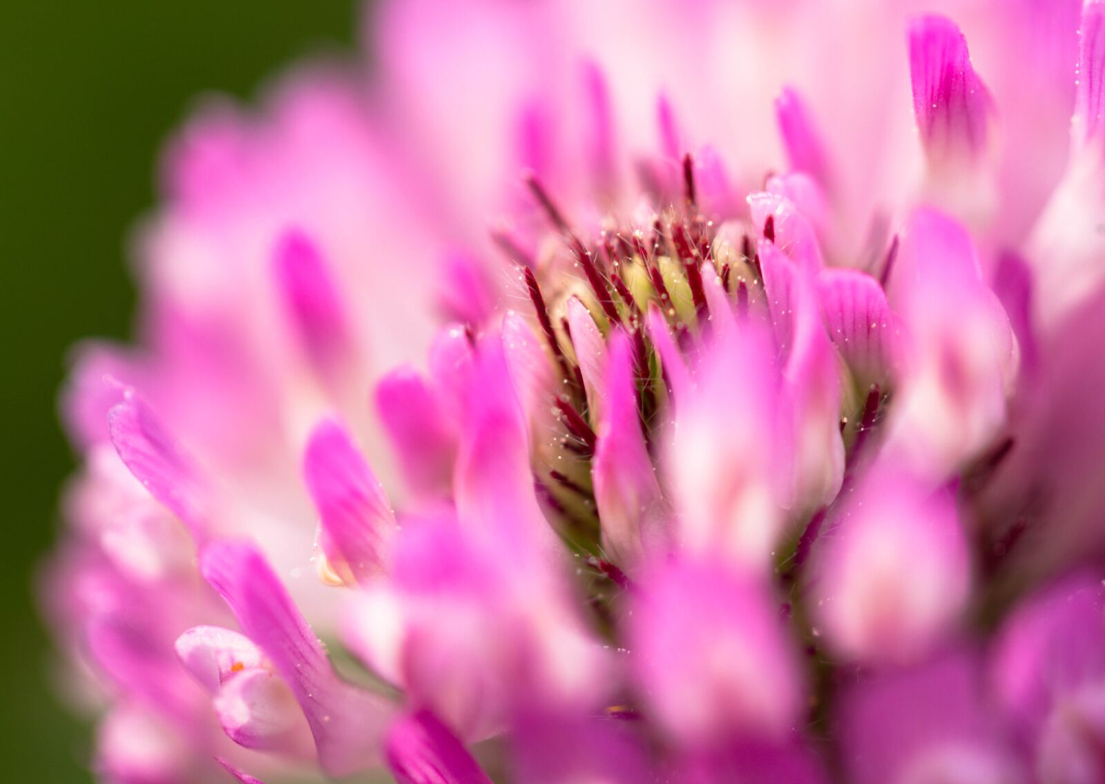 Canon EF 100mm F2.8L Macro IS USM sample photo. Blossom, plant, flower photography