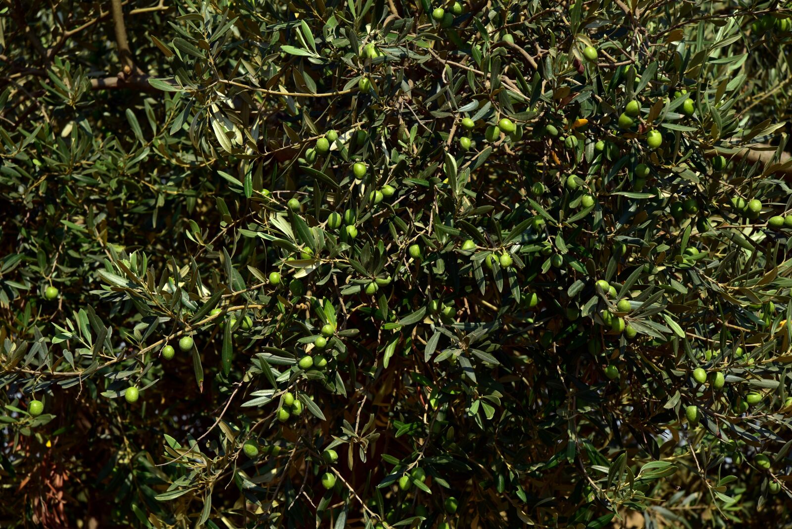 Nikon D750 sample photo. Olive tree, crown, olives photography