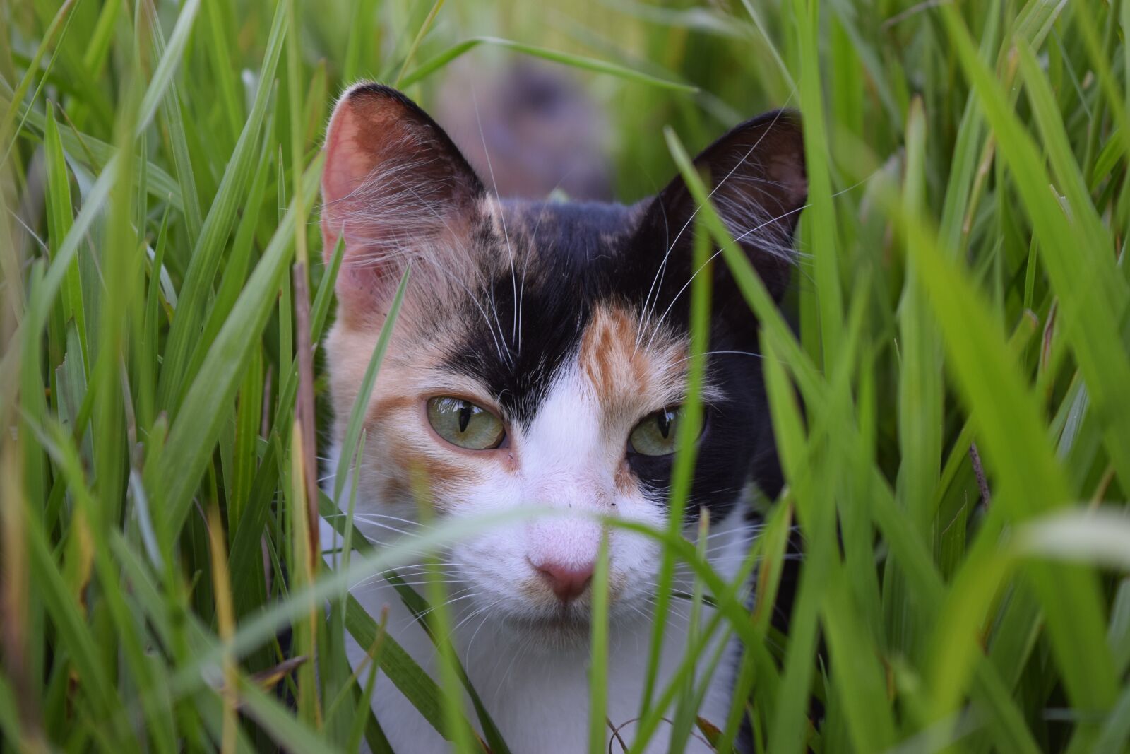 Nikon D3300 sample photo. Cat, eyes, animal photography