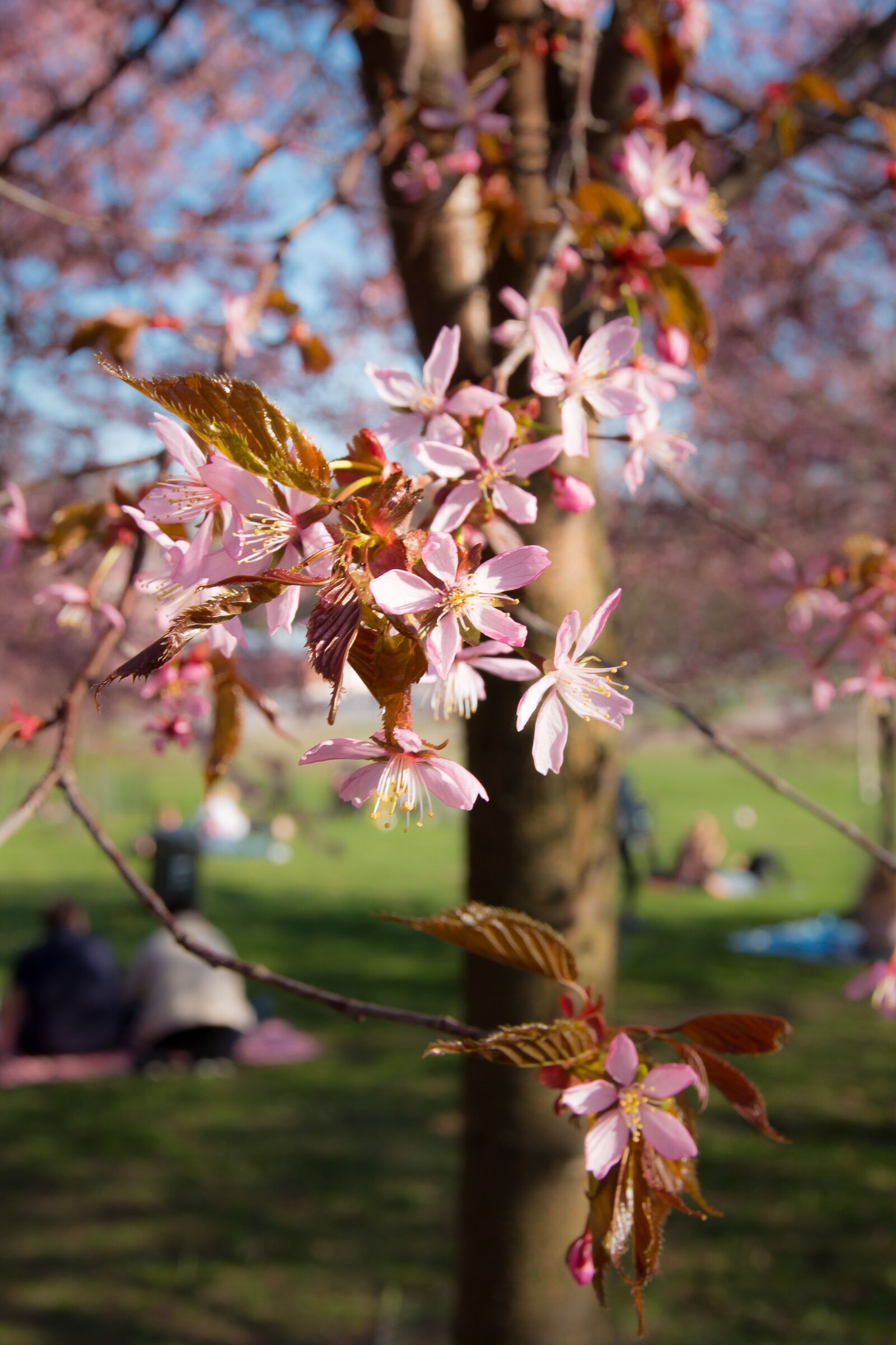 Canon EOS 70D sample photo. Cherry, cherry tree, pink photography