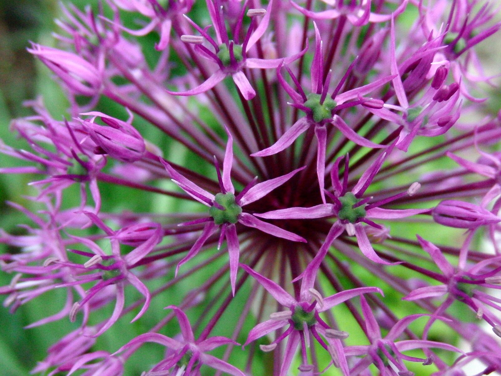 CASIO EX-FC100 sample photo. Onion, bloom, inflorescence photography