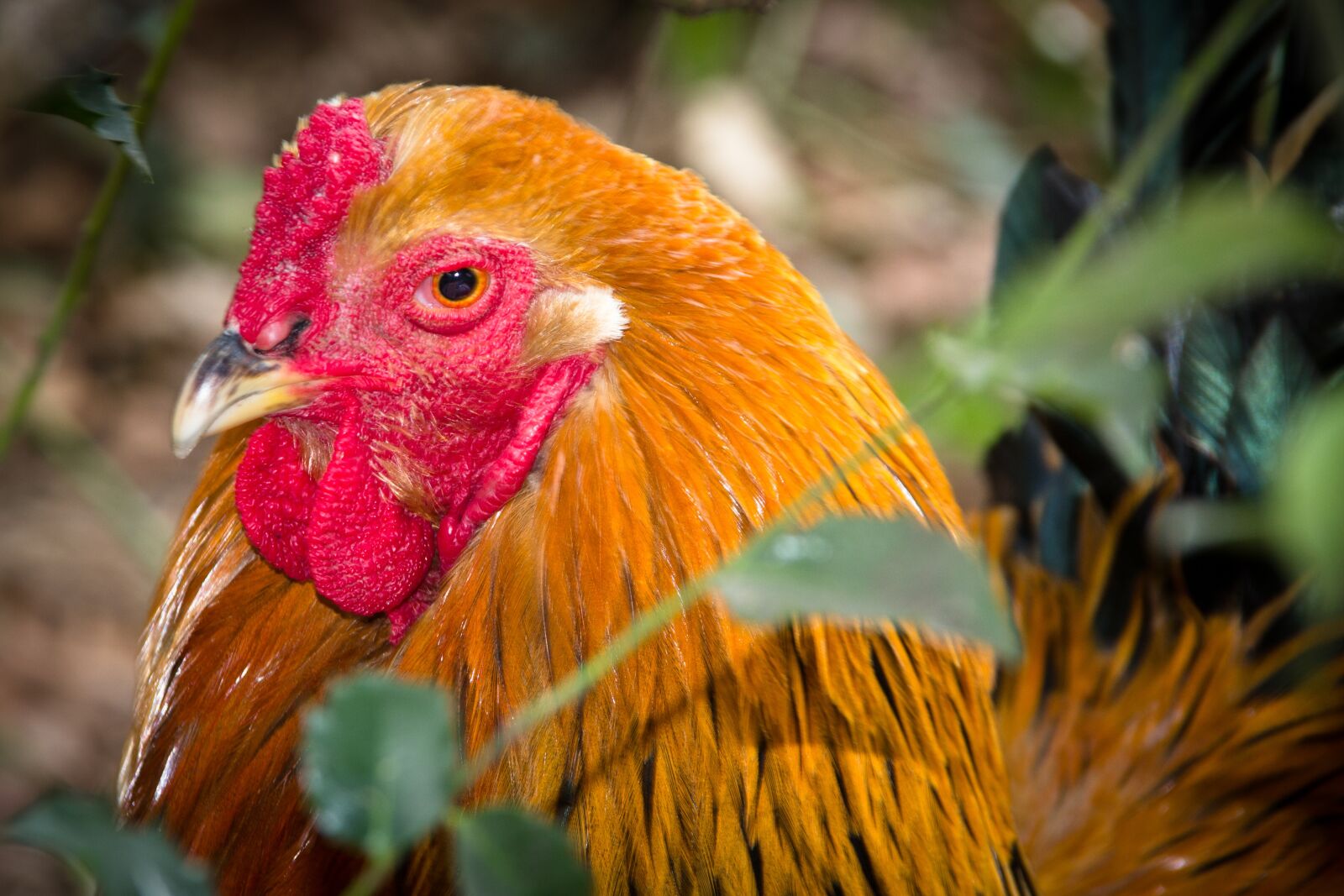 Canon EOS 600D (Rebel EOS T3i / EOS Kiss X5) sample photo. Hahn, bird, plumage photography