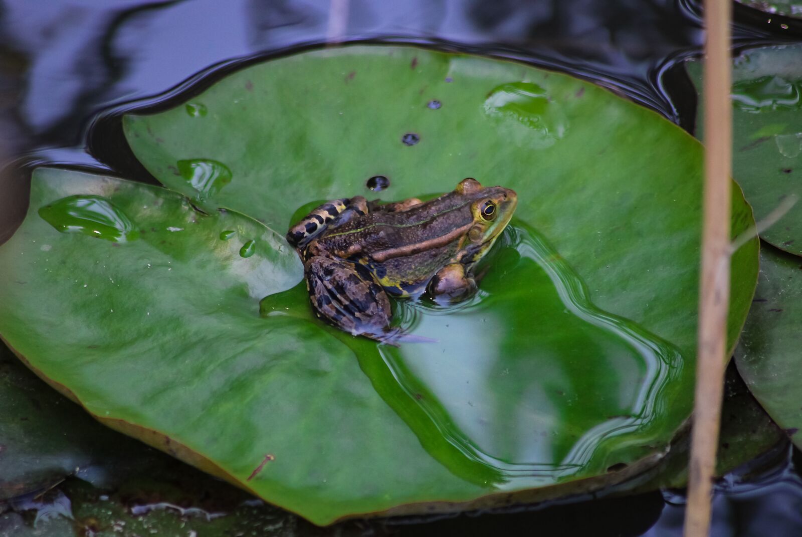Canon EOS 2000D (EOS Rebel T7 / EOS Kiss X90 / EOS 1500D) sample photo. Frog, creek, water photography